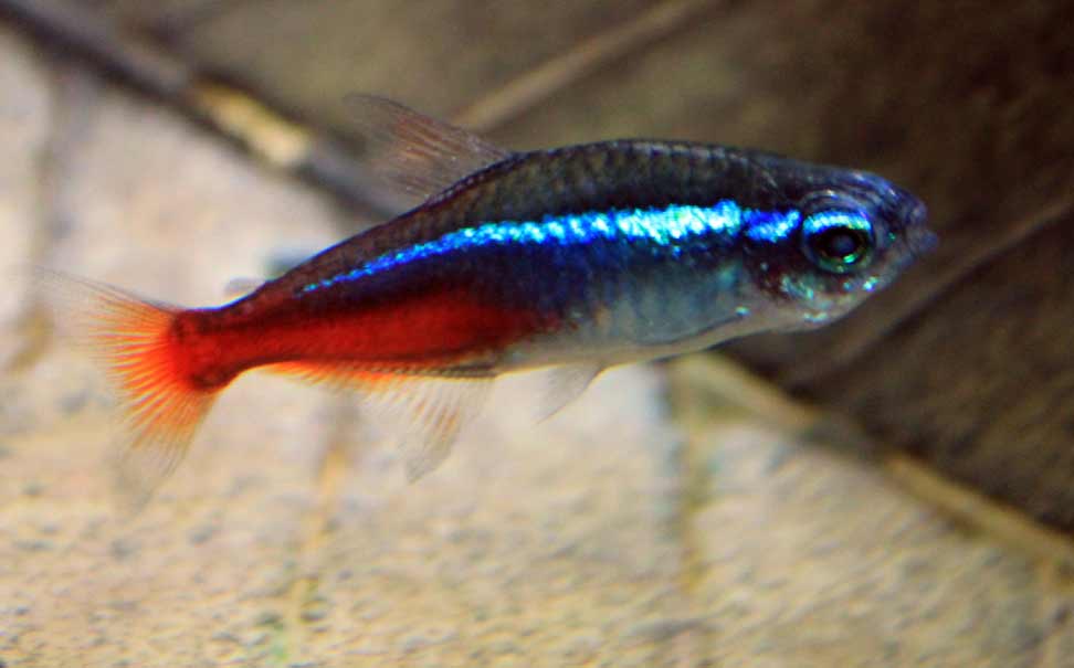 neon tetra size neon tetra size