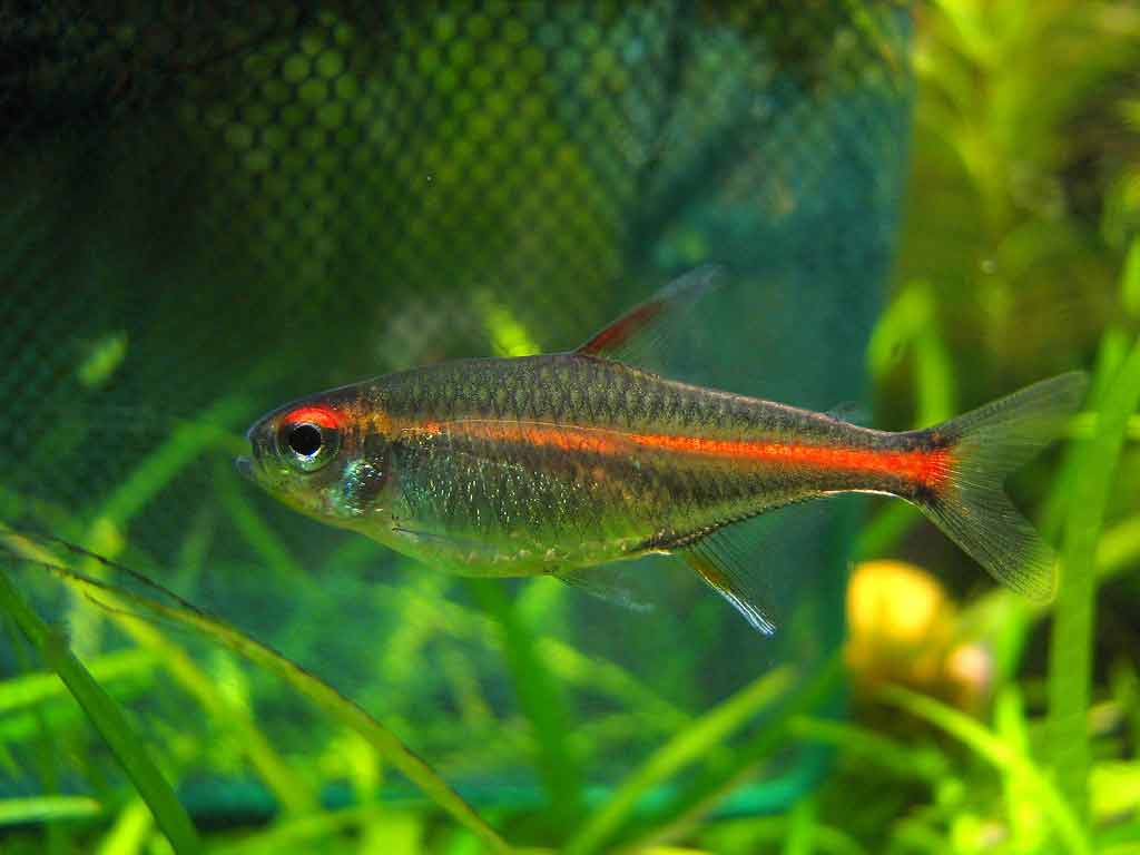 neon tetra lifespan