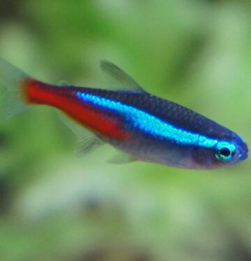 Green Neon Tetra