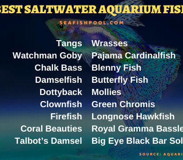 best saltwater aquarium fish saltwater aquarium fish saltwater aquarium saltwater fish for sale saltwater fish tank marine fish tank marine fish for sale saltwater fish near me saltwater fish stores near me saltwater fish for sale online designer clownfish marine fish shop saltwater tank setup freshwater clownfish saltwater fish for sale near me salt water tanks saltwater aquarium setup small saltwater tank marine fish shops near me saltwater tank fish marine aquarium fish 10 gallon saltwater tank saltwater fish for beginners saltwater coral saltwater aquarium for beginners saltwater aquarium fish for beginners saltwater stores near me buy saltwater fish saltwater fish online saltwater fish stores petco saltwater fish best place to buy saltwater fish online saltwater fish tank for sale marine tank for sale 20 gallon saltwater tank saltwater aquarium stores near me live saltwater fish marine aquarium setup saltwater aquarium kits saltwater nano tank marine fish tank for sale buy saltwater fish online peaceful saltwater aquarium fish saltwater aquarium for sale saltwater reef tank starting a saltwater tank yellow saltwater fish saltwater tank setup for beginners cheap saltwater fish small saltwater aquarium 10 gallon reef tank hardy saltwater fish exotic saltwater fish nano saltwater fish buy marine fish online saltwater coral for sale saltwater tanks for sale saltwater coral for beginners 5 gallon saltwater tank living reef aquariums 75 gallon reef tank saltwater fish tank setup saltwater aquarium near me easy saltwater fish fish tank stores near me saltwater aquarium filter best saltwater aquarium marine tank fish 20 gallon reef tank 30 gallon saltwater tank salt aquarium saltwater safe aquariums designer clownfish for sale fish only saltwater tank saltwater tank setup for dummies rare saltwater fish for sale 55 gallon saltwater tank best saltwater fish for 30 gallon tank small marine tank small saltwater fish tank saltwater tropical fish saltwater live rock sea water aquarium best saltwater aquarium fish saltwater fish tank beginner saltwater aquarium maintenance cheap saltwater fish for sale online marine fish for sale online all in one saltwater tank saltwater aquarium stores common saltwater aquarium fish non aggressive saltwater fish saltwater fish shop clownfish tank setup saltwater tanks for beginners basic saltwater tank setup marine fish for sale near me ocean reef aquarium aggressive saltwater fish saltwater aquarium filter setup saltwater aquarium fish for sale best saltwater fish for beginners 40 gallon saltwater tank best fish for reef tank 75 gallon saltwater tank 5 gallon reef tank nano marine fish saltwater fish tank fish exotic saltwater fish for sale live saltwater fish for sale beautiful saltwater fish best lighting for coral reef aquariums starting a saltwater aquarium best nano reef fish keeping marine fish lionfish tank marine aquarium salt saltwater aquarium cost saltwater tank maintenance large saltwater aquarium petsmart saltwater fish marine aquarium shop near me reef safe saltwater fish saltwater aquarium setup cost 10 gallon saltwater fish saltwater fish tank maintenance pretty saltwater fish saltwater aquarium sump setup used saltwater aquarium for sale petco saltwater saltwater aquariums for dummies peaceful saltwater fish saltwater pet fish fowlr aquarium wholesale saltwater fish sea water fish tank 50 gallon saltwater tank saltwater aquarium sump nano saltwater aquarium fish only marine tank marine fish tank setup purple and yellow saltwater fish saltwater reef aquarium marine fish for beginners hardy marine fish saltwater aquarium sand algae eating saltwater fish saltwater fish for 10 gallon tank marine aquarium shop saltwater reef fish expensive saltwater fish easiest saltwater fish to keep community saltwater fish marine fish tanks for beginners saltwater for aquarium saltwater fish tank filter saltwater fish that eat hair algae starter saltwater fish best saltwater fish tank saltwater stores 10 gallon saltwater aquarium 75 gallon saltwater aquarium best marine aquarium saltwater algae eater easiest saltwater fish salt water for aquarium buy saltwater fish wholesale saltwater predator tank saltwater quarantine tank saltwater aquarium pump marine fish tank lights 20 gallon saltwater aquarium salt fish tank algae in saltwater tank saltwater aquarium equipment saltwater cleaner fish 40 gallon breeder reef tank converting saltwater tank to freshwater saltwater reef 55 gallon saltwater aquarium saltwater aquarium chiller salt for saltwater aquarium buy marine fish saltwater setup reef aquarium for sale saltwater cichlids saltwater fish for 30 gallon tank order saltwater fish online best saltwater fish for 100 gallon tank small marine fish tank algae eating marine fish royal gramma and clownfish blue and yellow saltwater fish canister filters for saltwater aquariums salt for saltwater tank red algae in saltwater aquarium saltwater aquarium coral coral beauty saltwater fish 5 gallon saltwater aquarium best saltwater fish for 55 gallon tank mini saltwater aquarium