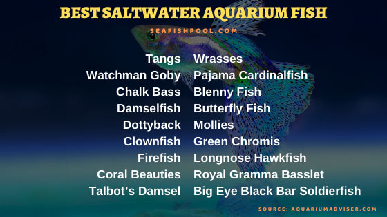 marine aquarium fish near me
