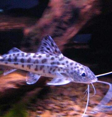 catfish-species-for-aquarium types of aquarium catfish types of freshwater aquarium catfish tropical catfish aquarium catfish freshwater aquarium catfish types of aquarium catfish catfish tank red tail catfish aquarium small aquarium catfish channel catfish aquarium catfish for tanks African catfish aquarium spotted catfish aquarium freshwater tank catfish