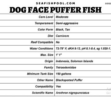 dog face puffer fish dog face puffer dogface puffer dog puffer fish striped dogface puffer yellow belly dogface puffer dog face puffer fish for sale dogface puffer for sale golden dogface puffer dogface puffer tank size dogface puffer size dog face puffer eating dogface puffer care dog nose puffer fish arothron dog face puffer hush puppy puffer fish yellow dog face puffer puffer fish dog dog face puffer fish compatibility dogface puffer price dog head puffer fish dog face puffer fish price dog fish puffer fish black dogface puffer yellow belly dogface puffer fish puppy puffer fish dog faced puffer fish facts