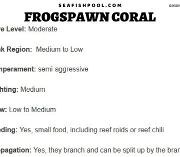 frogspawn coral care frogspawn coral placement frogspawn care frogspawn coral feeding