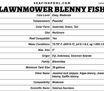 lawnmower blenny fish lawnmower blenny algae blenny lawnmower blenny diet lawnmower blenny hair algae lawnmower blenny care algae eating blenny lawnmower blenny reef safe lawnmower blenny food jewel algae blenny sailfin algae blenny rock algae blenny jewelled blenny lawnmower blenny and diamond goby algae blenny food jeweled blenny lawnmower blenny size algae blenny care algae blenny reef safe lawnmower blenny compatibility starry blenny and lawnmower blenny feeding lawnmower blenny lawnmower blenny aggressive lawnmower blenny algae