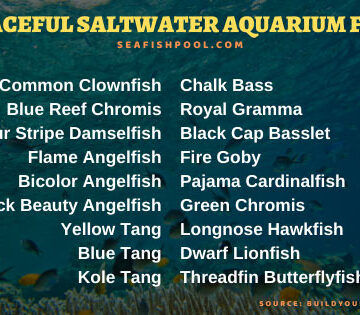 saltwater aquarium fish for sale near me