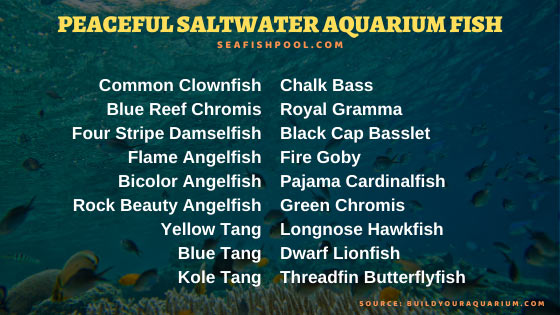 common saltwater aquarium fish