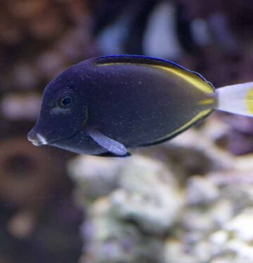 Acanthurus nigrofuscus