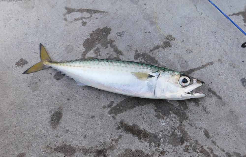 Atlantic Whitefish Profile Range Biology Migration Endangered