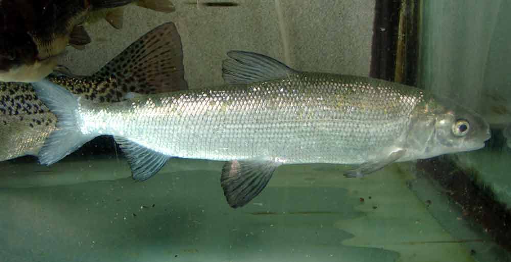 Mountain Whitefish Profile Description Habitat Habit Diet