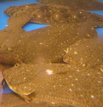 Olive Flounder