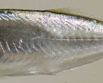 Pomatomus Saltatrix
