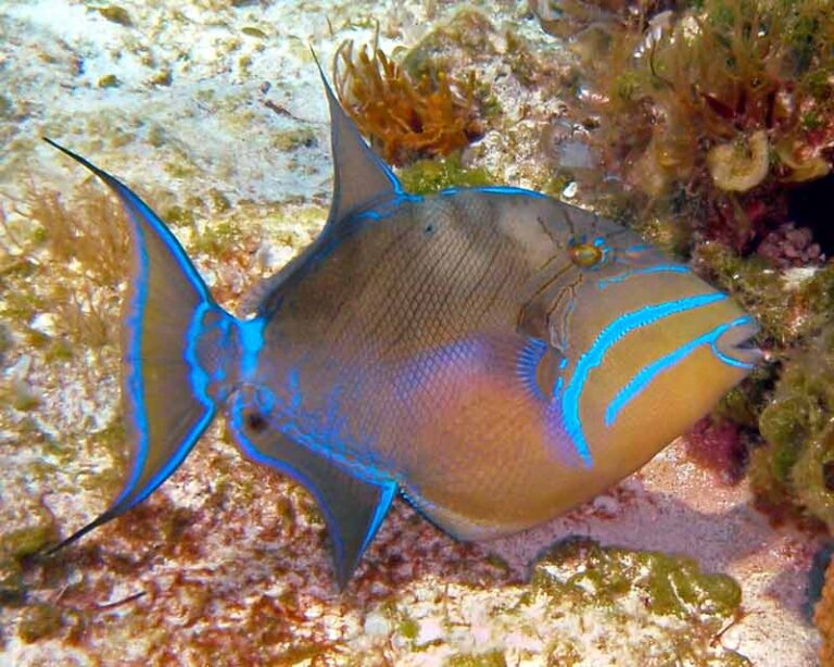 Queen Triggerfish Size Teeth Facts Care Diet Habitat SeaFish