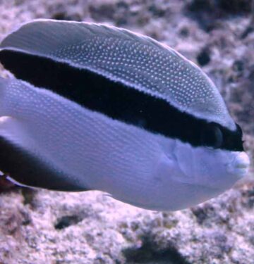 Bandit Angelfish