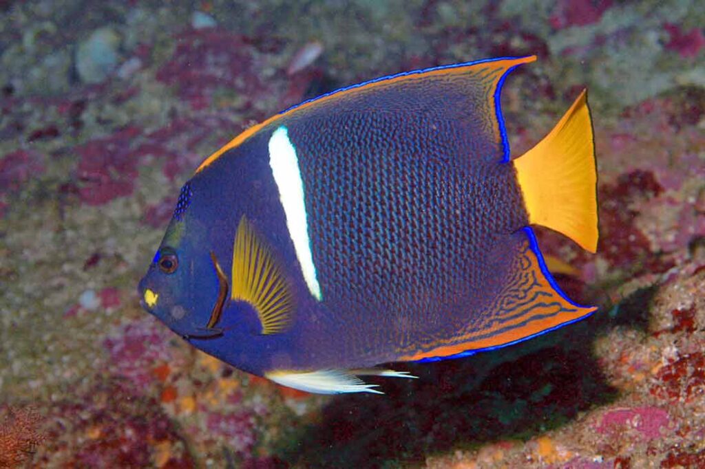 coral-beauty-angelfish-size-care-tank-lifespan-reef-safe