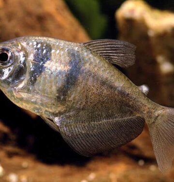 Black Widow Tetra
