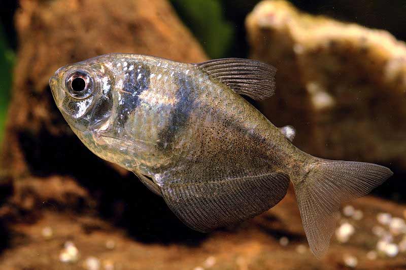 white skirt tetra male or female
