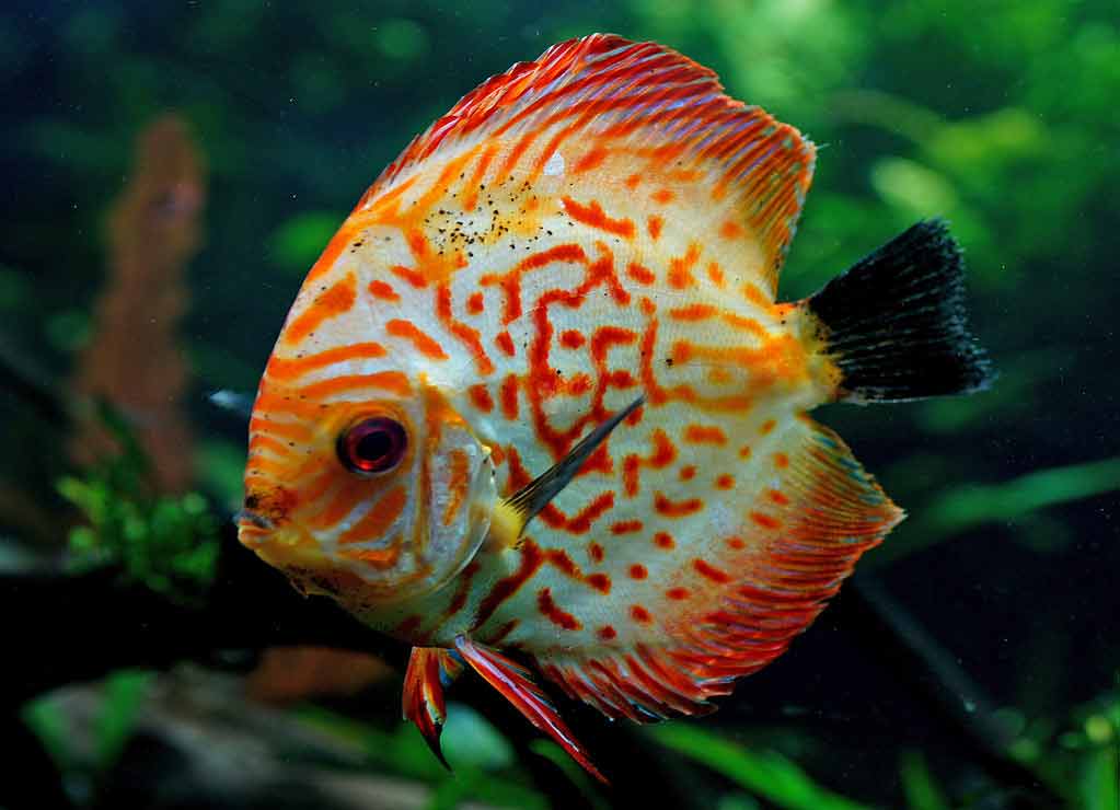discus fish size discus fish size