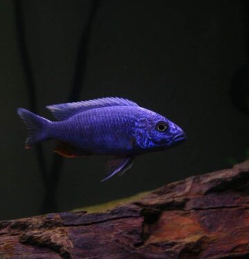 Electric Blue Hap