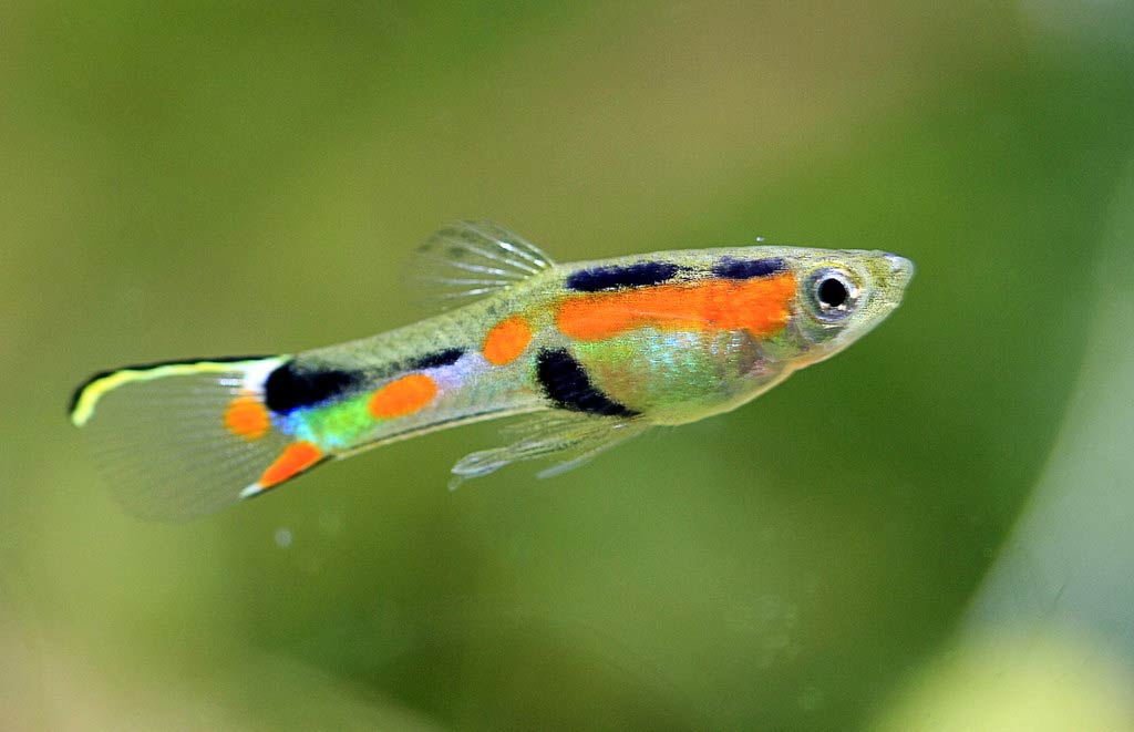 Endlers Guppy Fish Traits Male Female Care Breed Tank SeaFish