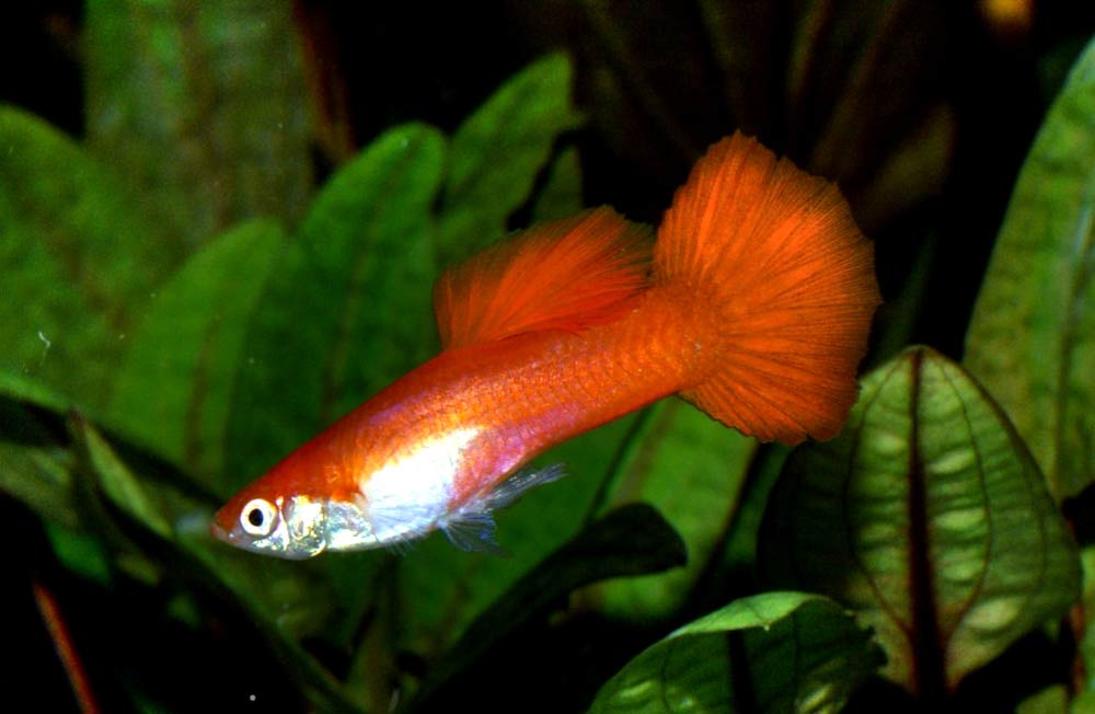 Guppy Fish Care Food Temperature Breeding Tank SeaFish Guppy Fish Care Food Temperature Breeding Tank SeaFish