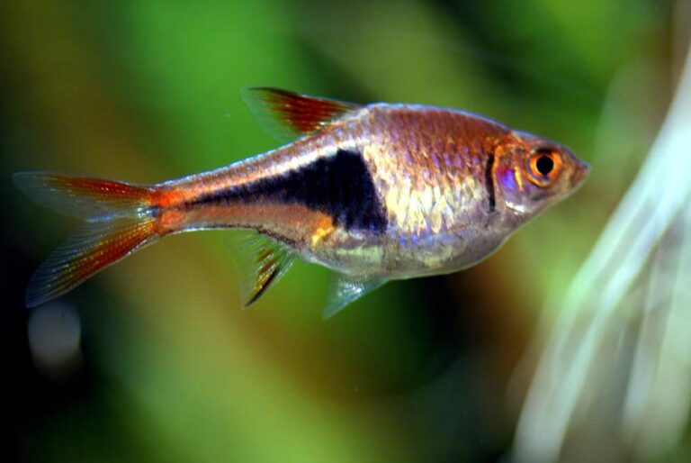 Harlequin Rasbora Food Eggs Breeding Size Temperature SeaFish