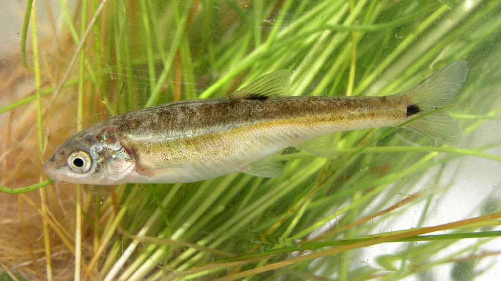 Minnow Fish - Profile | Traits | Food | Care | Size | Eggs | Baits - SeaFish