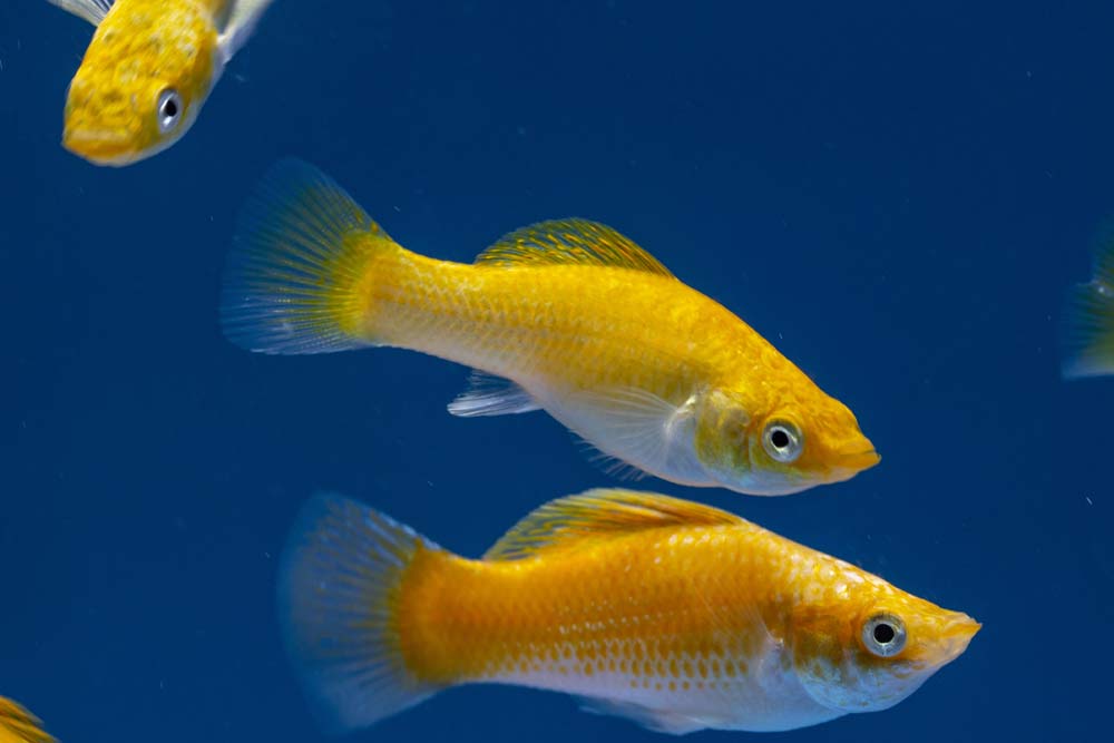 Molly Fish Types Care Temperature Food Colors Size SeaFish