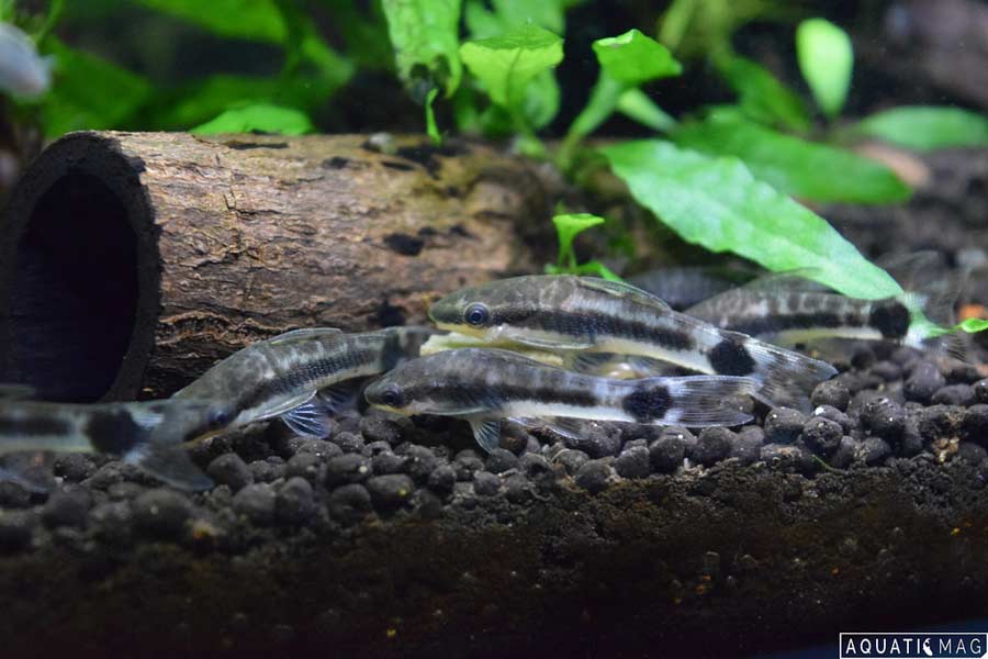 Otocinclus Catfish Size Breeding Tank Mates Care SeaFish