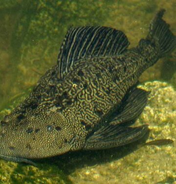 Sailfin Pleco