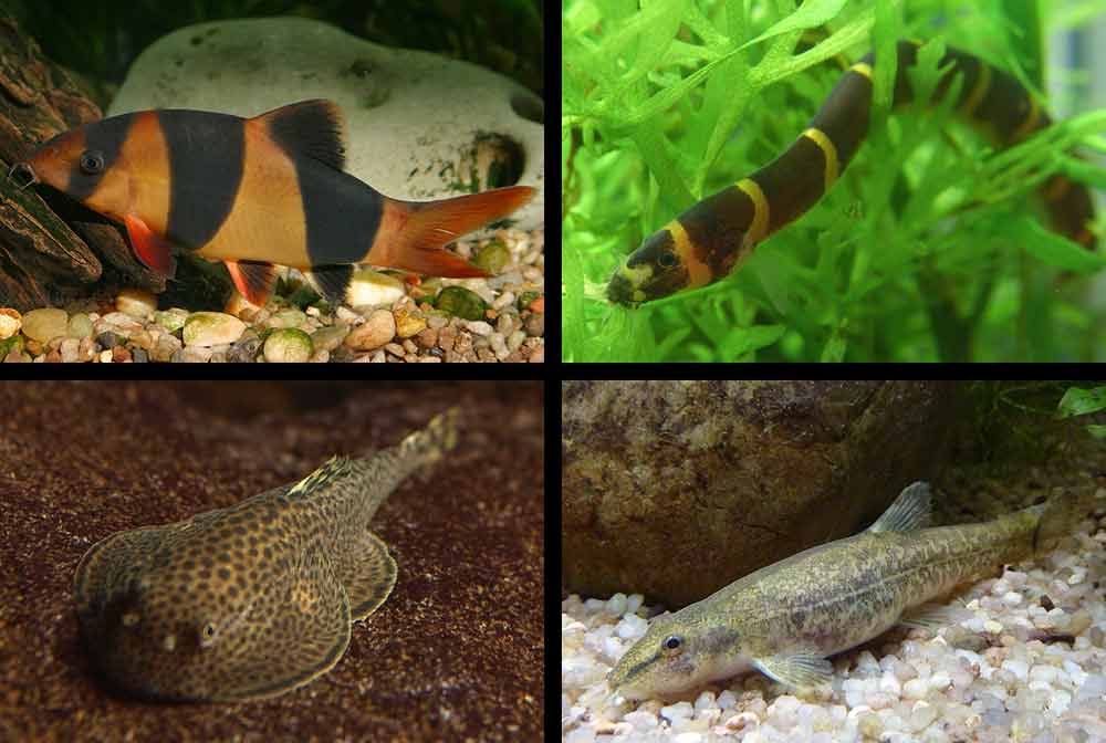 Yoyo Loach Size Tank Mates Lifespan Breeding Eggs SeaFish