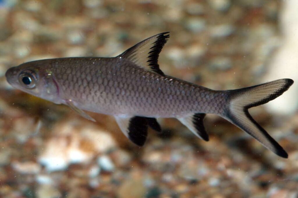 Bala Shark Fish Tank Aquarium Food Lifespan Size Traits