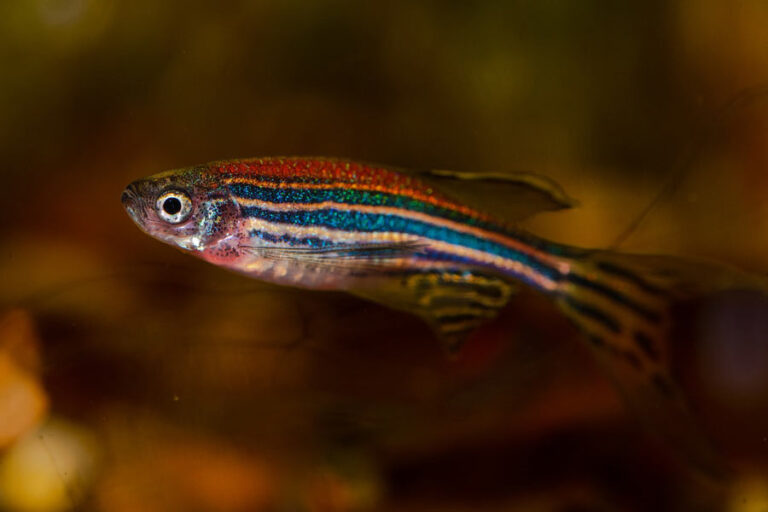 Danio Zebrafish Eating Behavior Egg Traits Care SeaFish