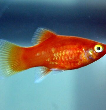 Red Mickey Mouse Platy
