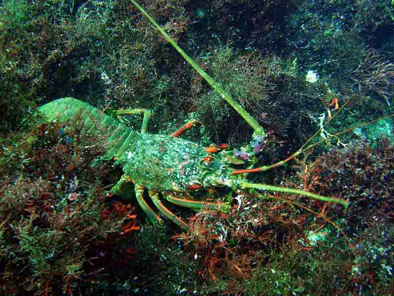 Japanese Spiny Lobster Profile Traits Diet Breeding Facts