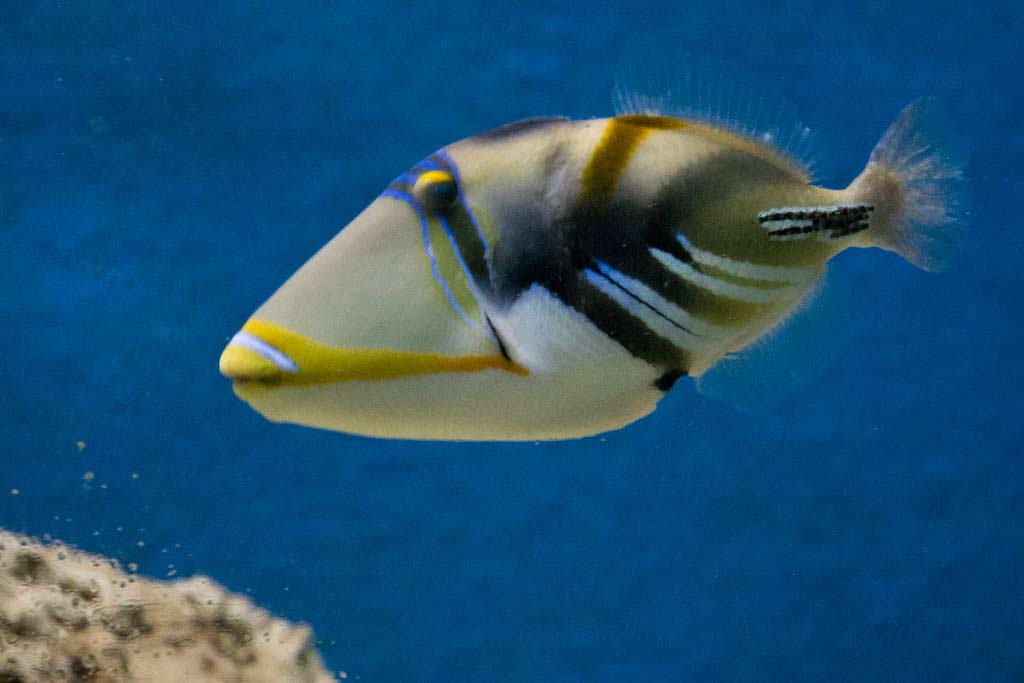 Lagoon Triggerfish Profile Traits Diet Breeding Facts SeaFish
