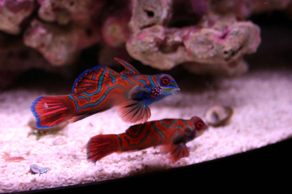 Red Mandarinfish Profile Traits Diet Habitat Care SeaFish