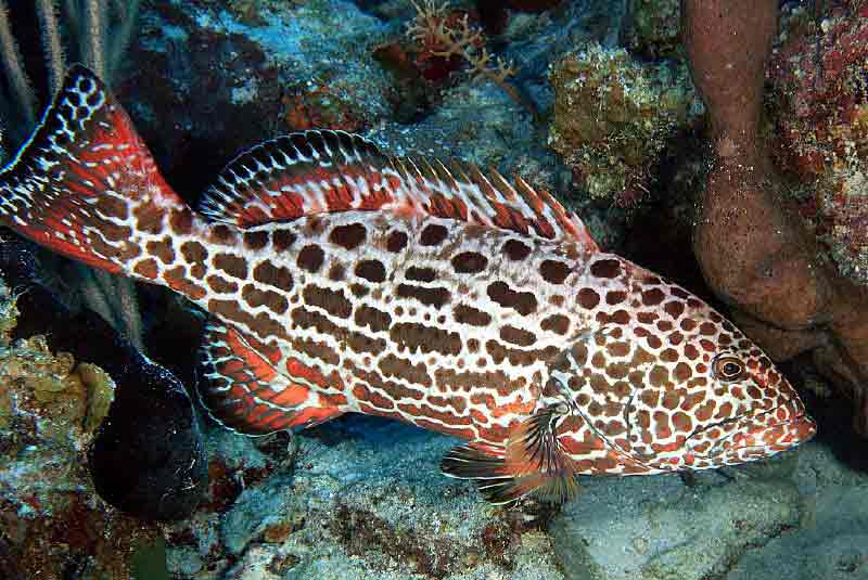 Yellowfin Grouper Profile Traits Facts Habitat Diet SeaFish