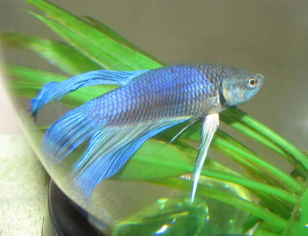 Aquarium Plants for Bettas Guide Pros Cons Types SeaFish