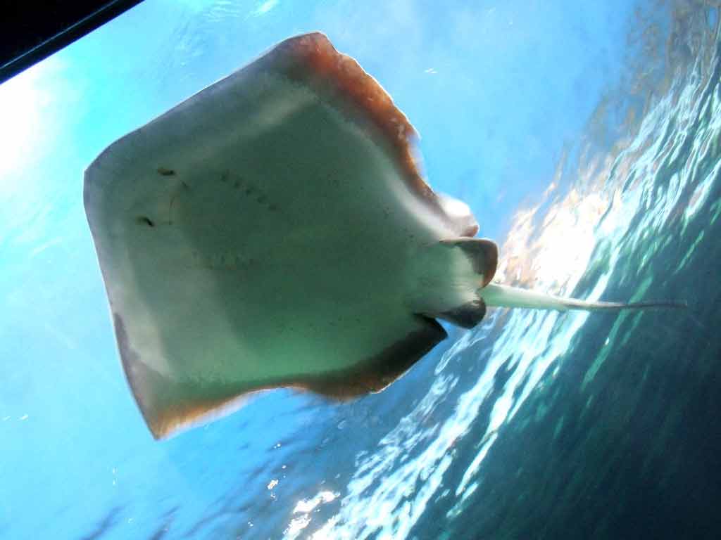 Devil Ray Fish Profile Traits Diet Breeding Facts SeaFish