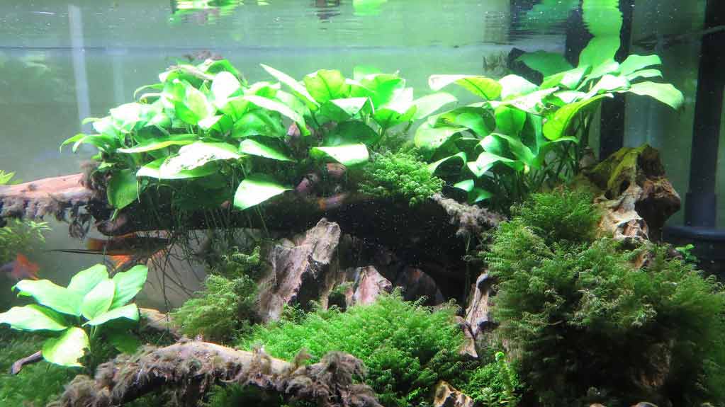 How to Make and Maintain a Healthy Aquarium SeaFish