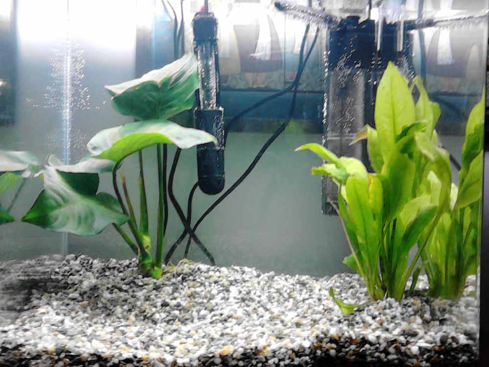 3 Types of Filtration How Does A Fish Tank Filter Work SeaFish