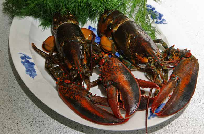 Norwegian Lobster Profile Traits Biology Lifecycle Diets